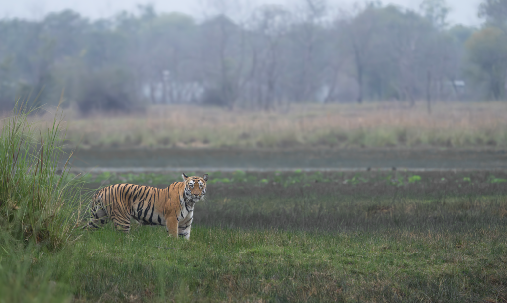 Lone tiger in grassland |  Tiger numbers in India | Ameliya Safaris